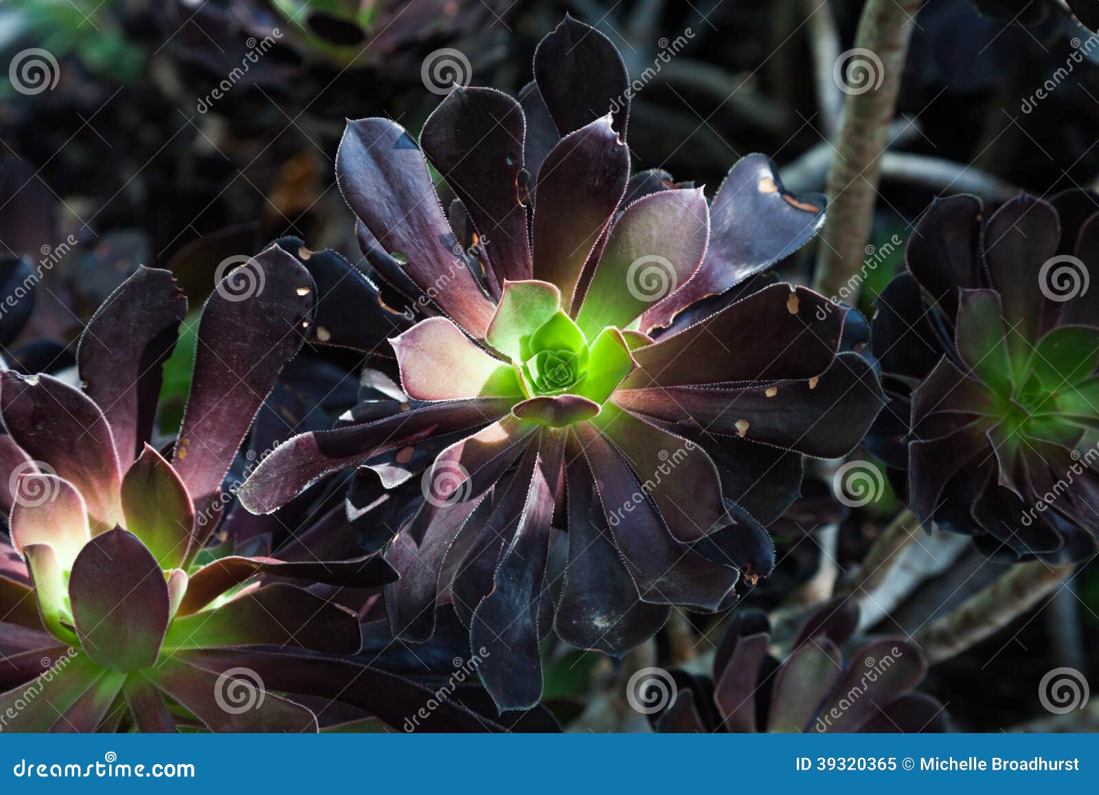 Purple and Green Succulent Plant Background Stock Image - Image of ...