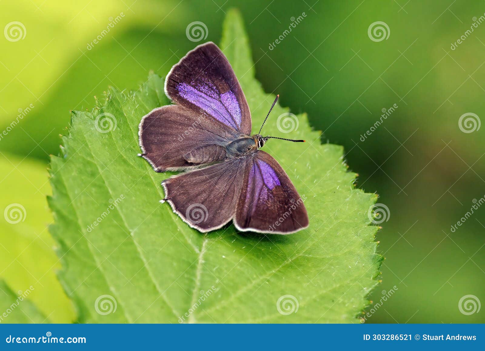purple hairstreak butterfly - favonius quercus basking on a leaf.