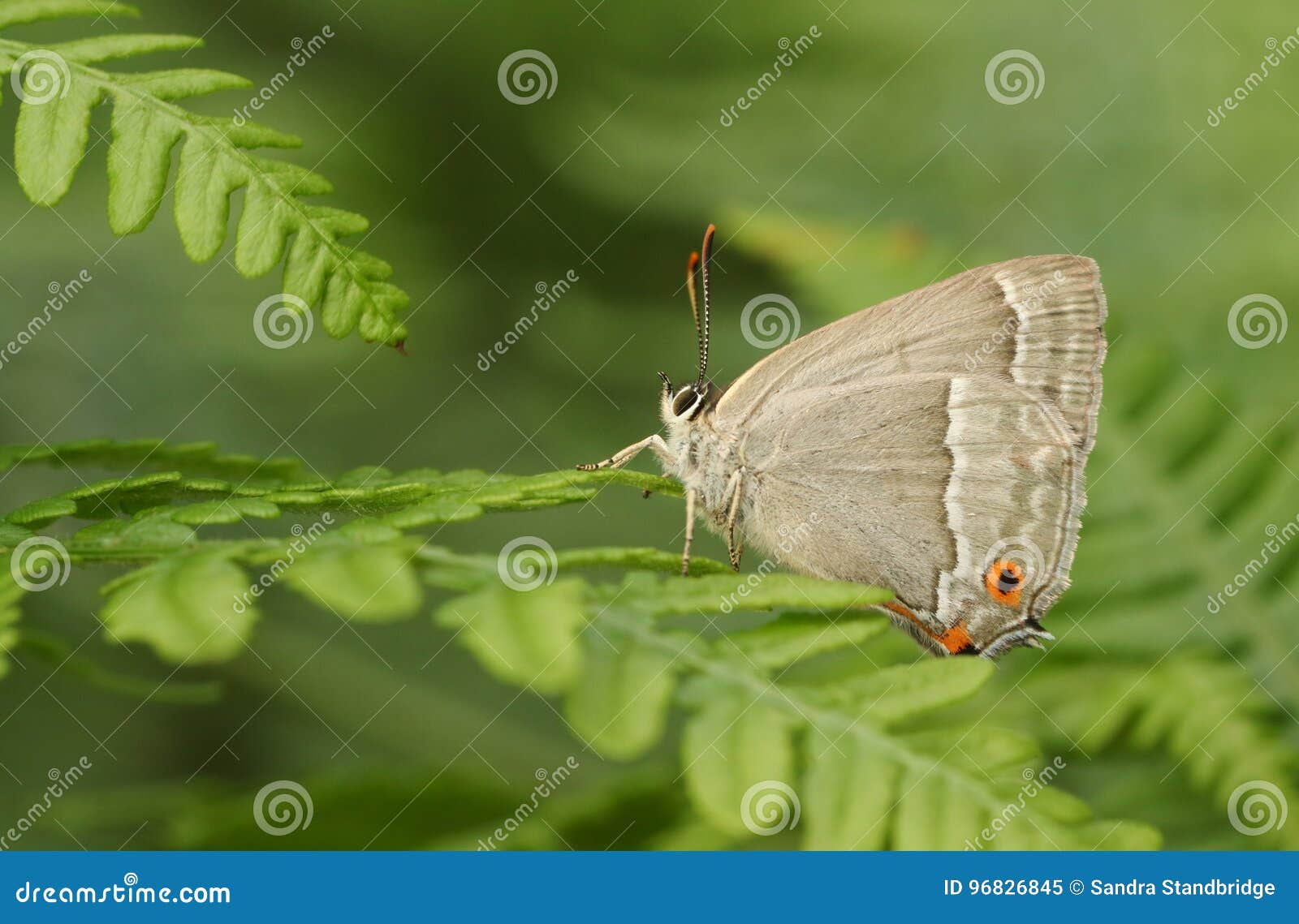 a purple hairstreak butterfly favonius quercus perched on a bracken.
