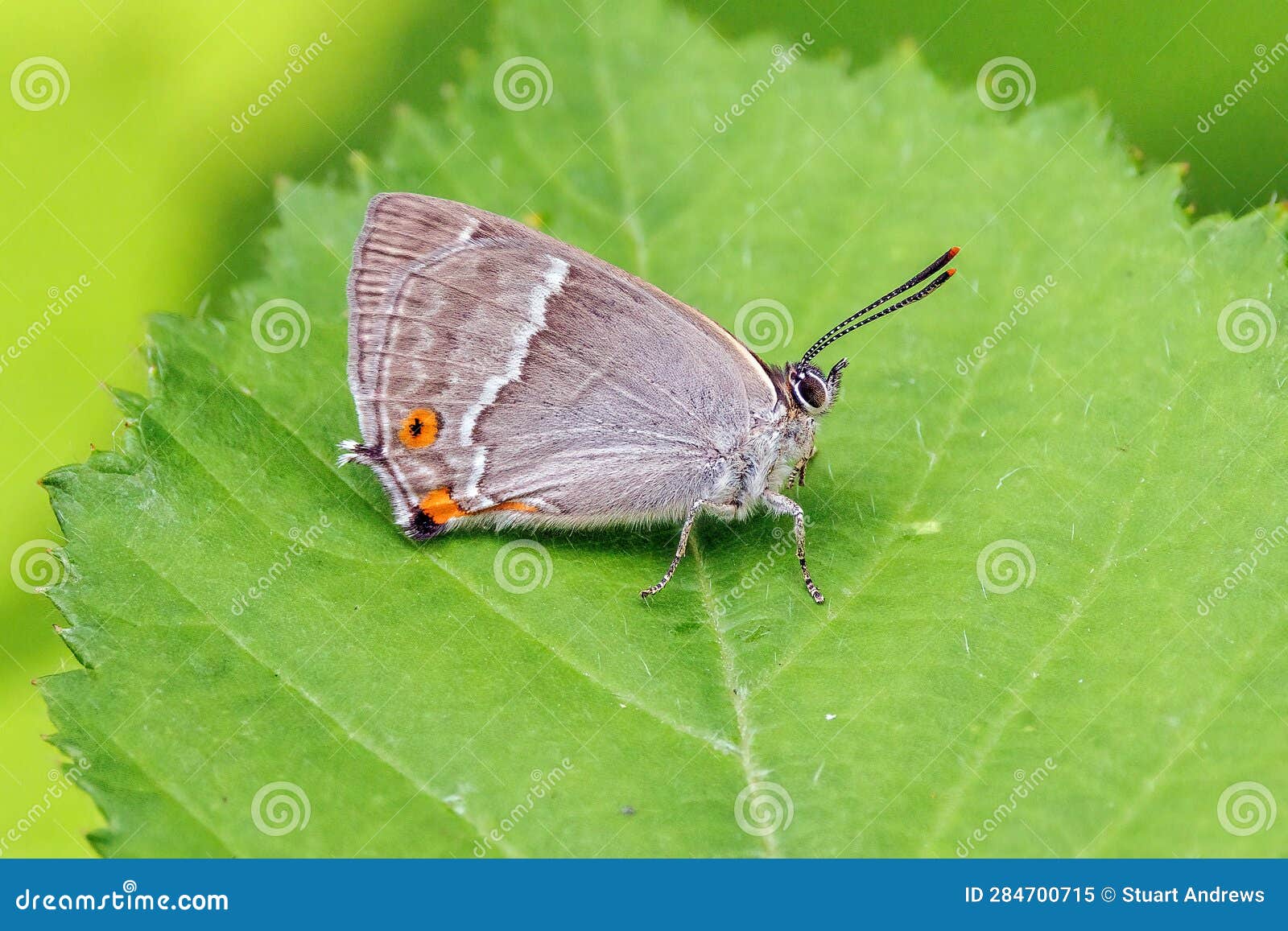 purple hairstreak butterfly - favonius quercus at rest with wings closed.