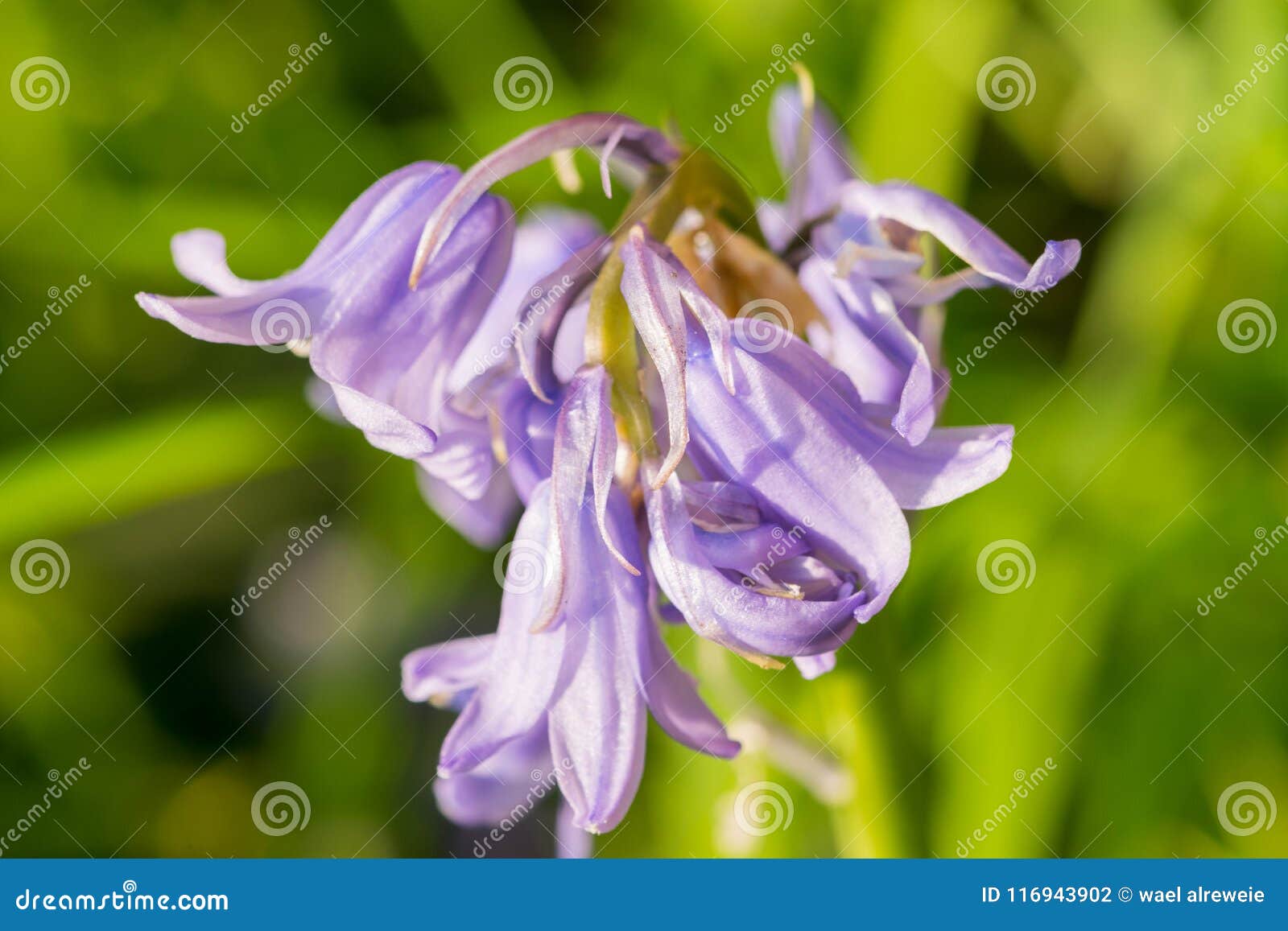 purple harebell flowers, campanula rotundifolia, closeup on green natural background, selective focus.