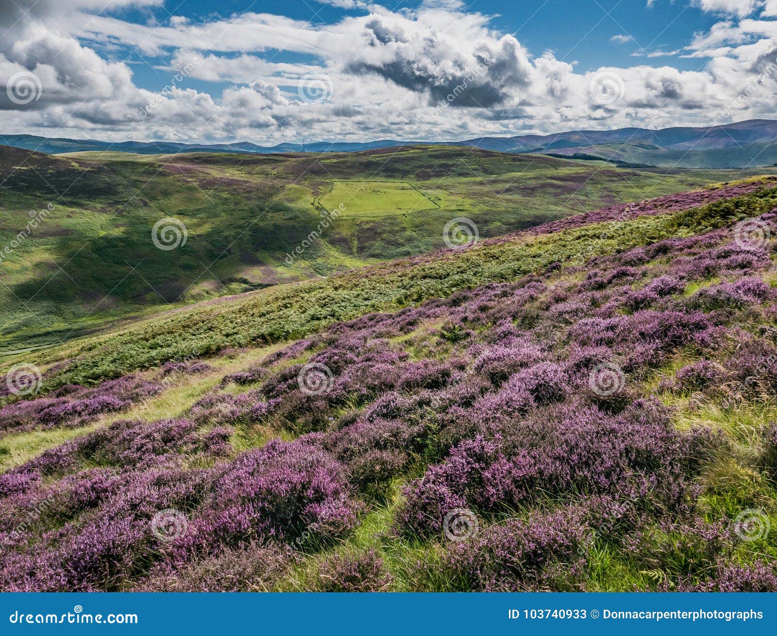 purple heather covered hillside, black meldon hill