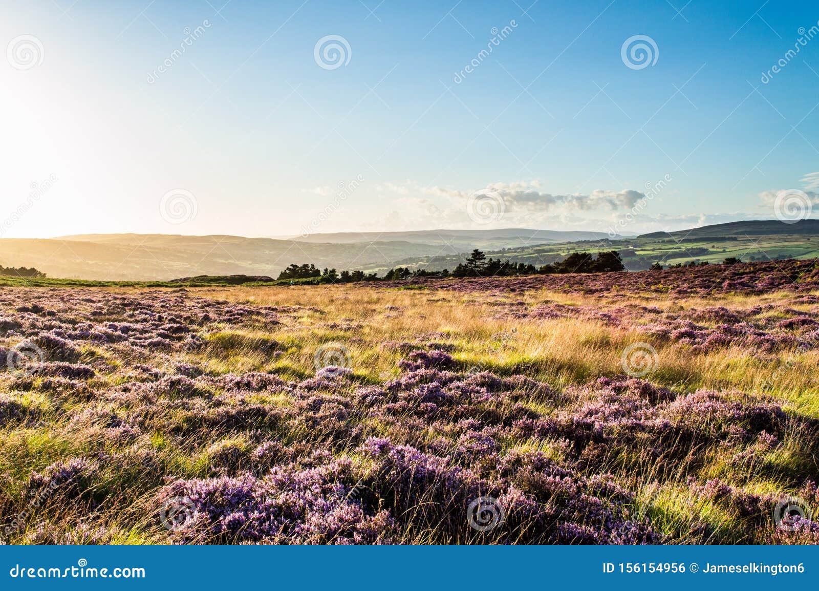 purple heather over ilkley moor