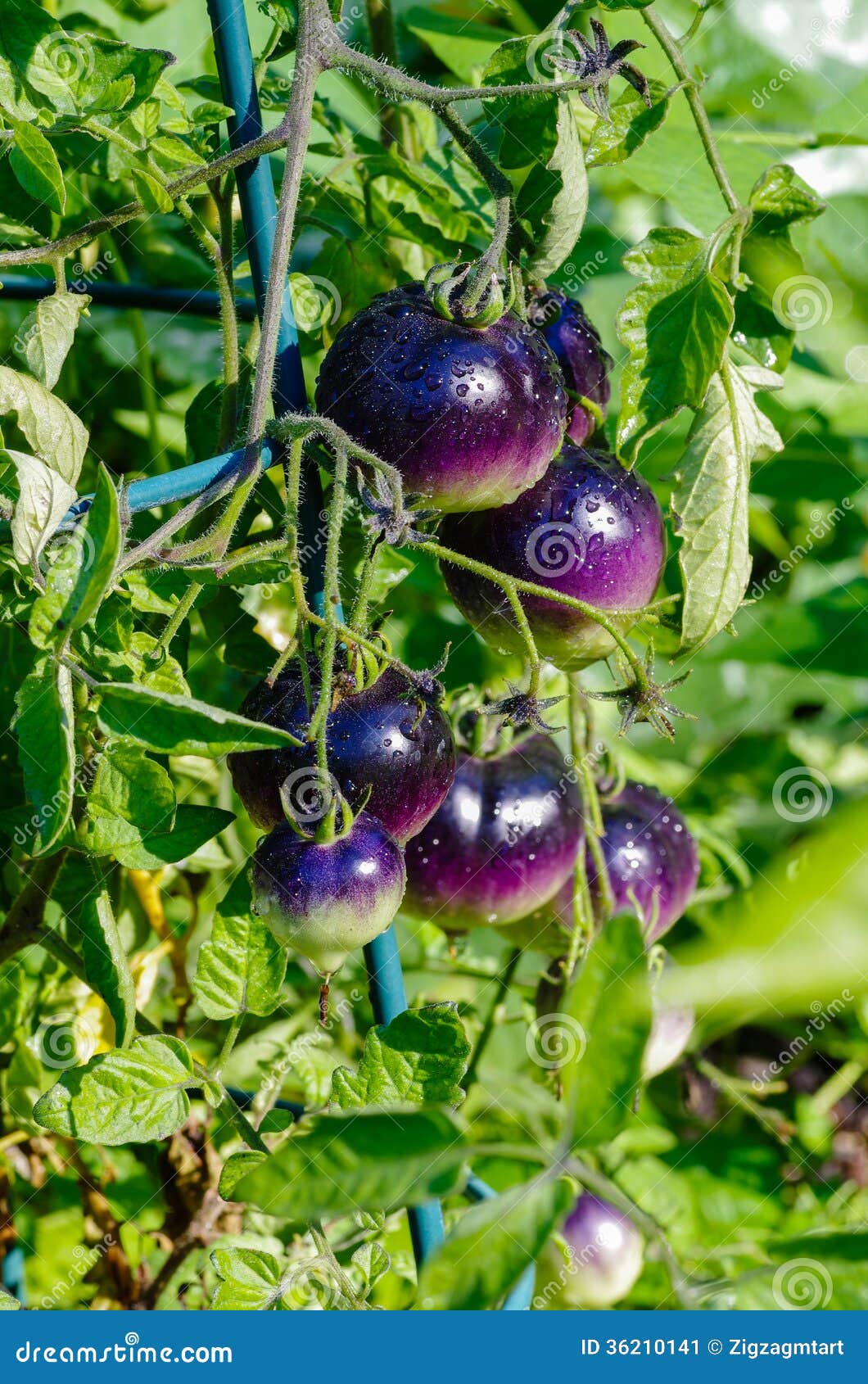 Purple Heirloom Tomatoes on the Vine Stock Image Image of tomatoes