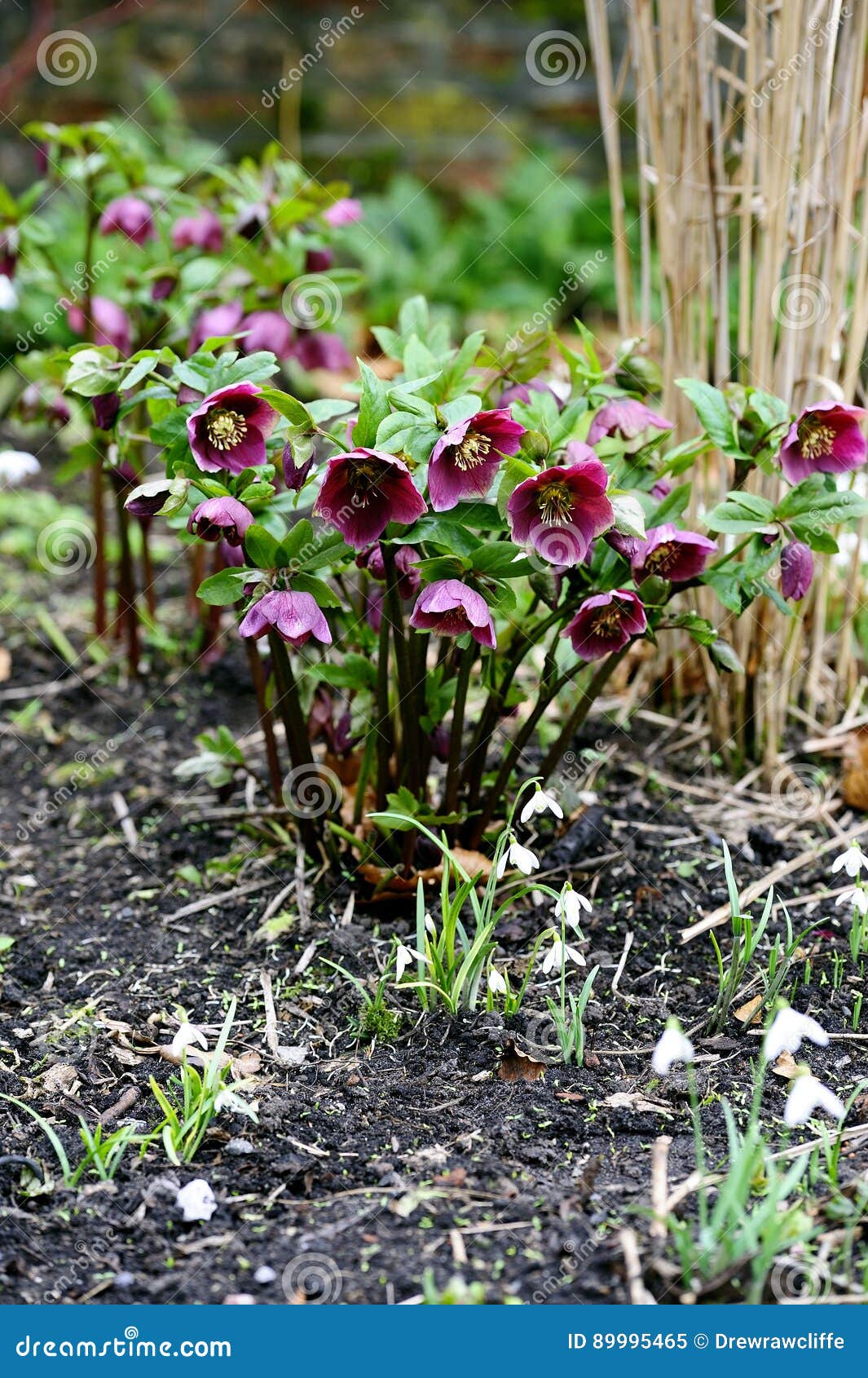 Purple Hellebores stock image. Image of forest, plants 89995465