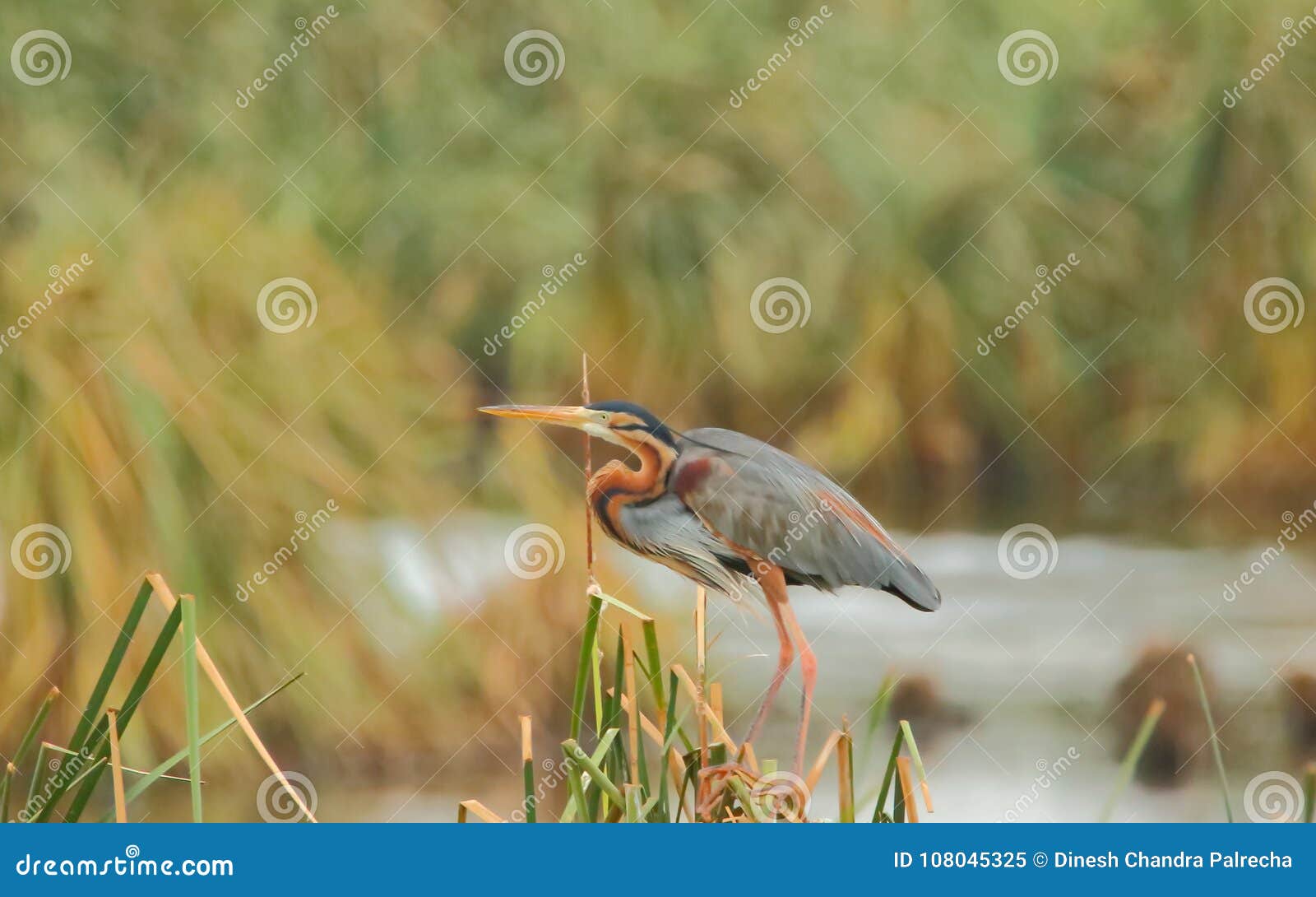 Purple heron bird stock image. Image of grass, click - 108045325