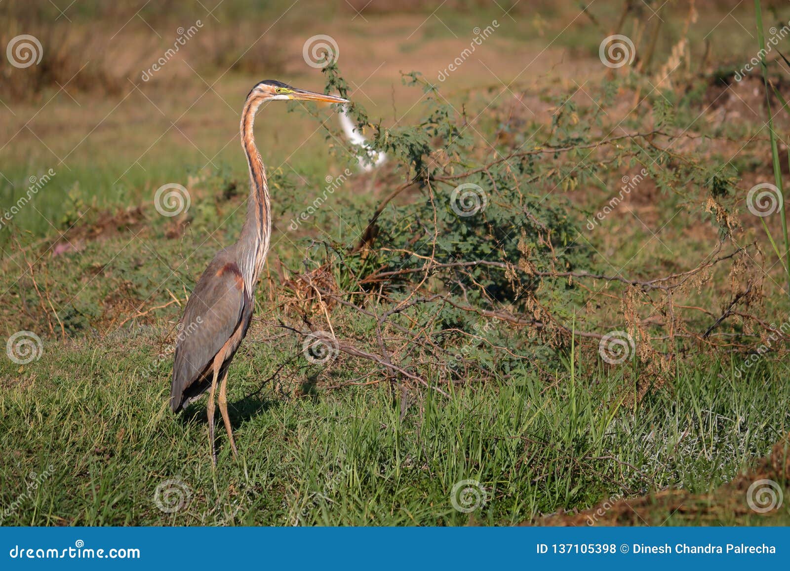 Purple heron bird stock photo. Image of lines, pond - 137105398