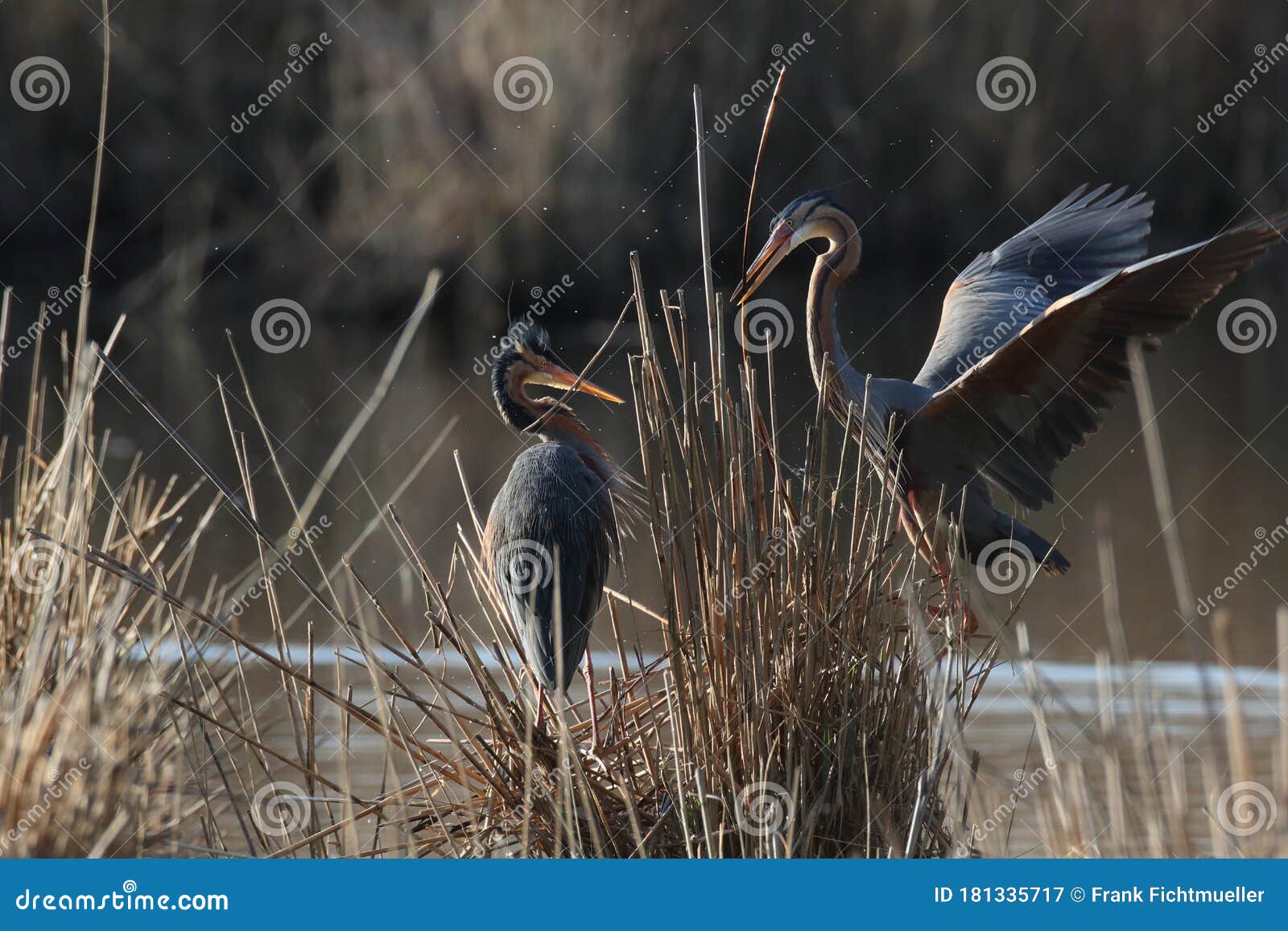 purple heron (ardea purpurea), baden-wuerttemberg, germany