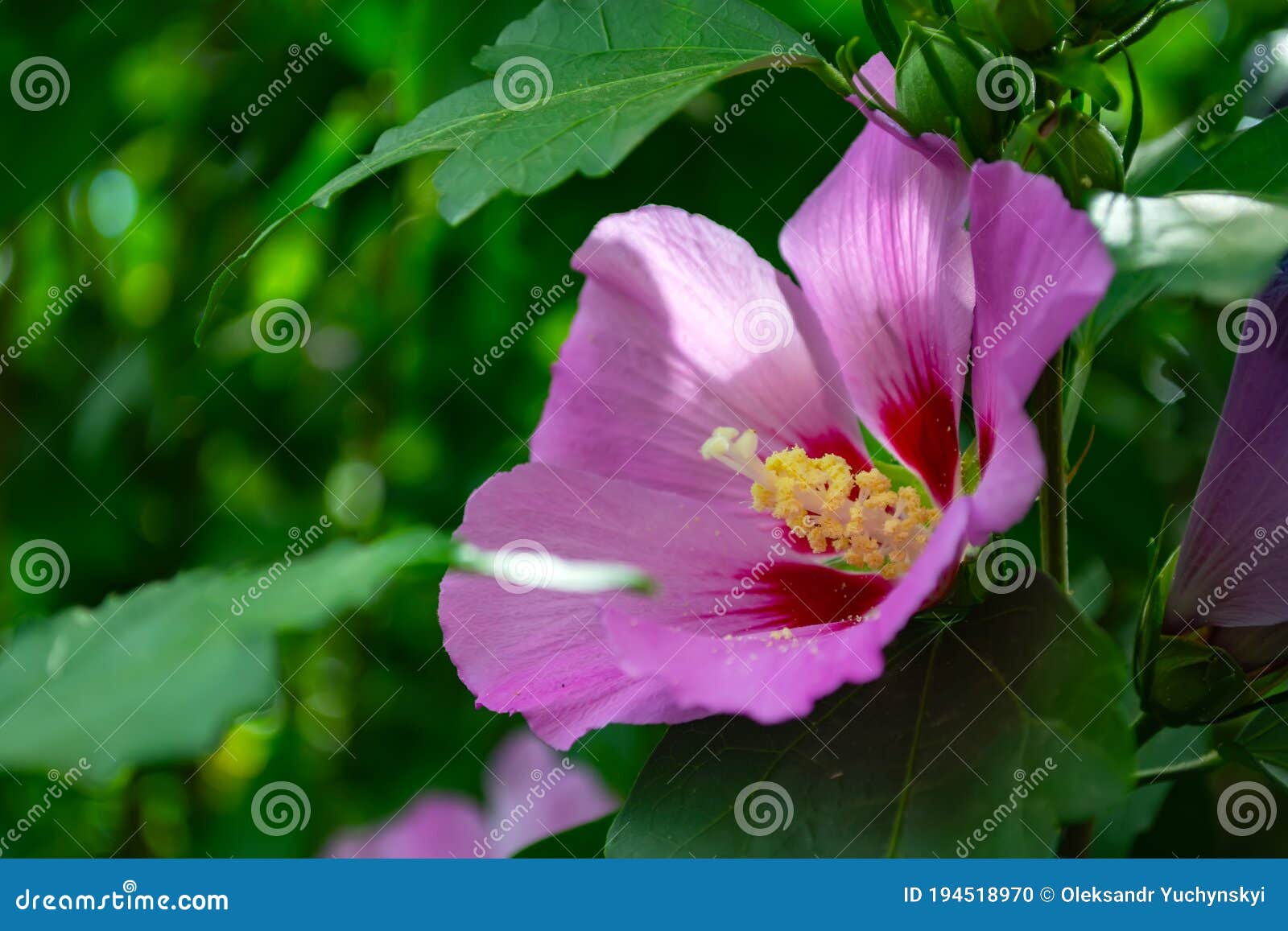 Purple Hibiscus Flower on a Bush Against a Background of Foliage Stock ...