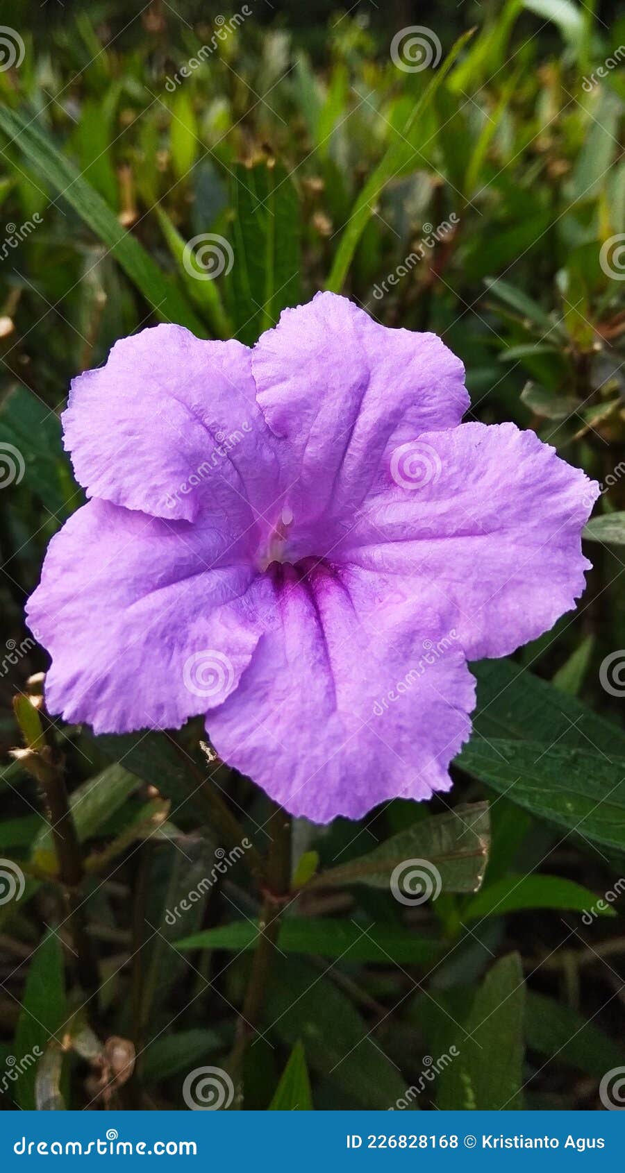 The Purple Horn Flower on the Backyard Stock Photo Image of garden