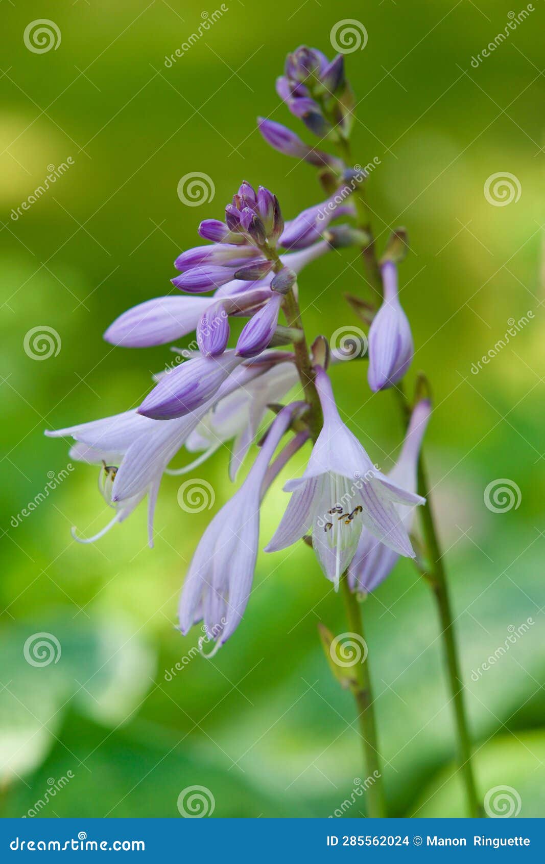 Purple Hosta Flower in Midsummer Bloom Stock Photo Image of green, plants 285562024