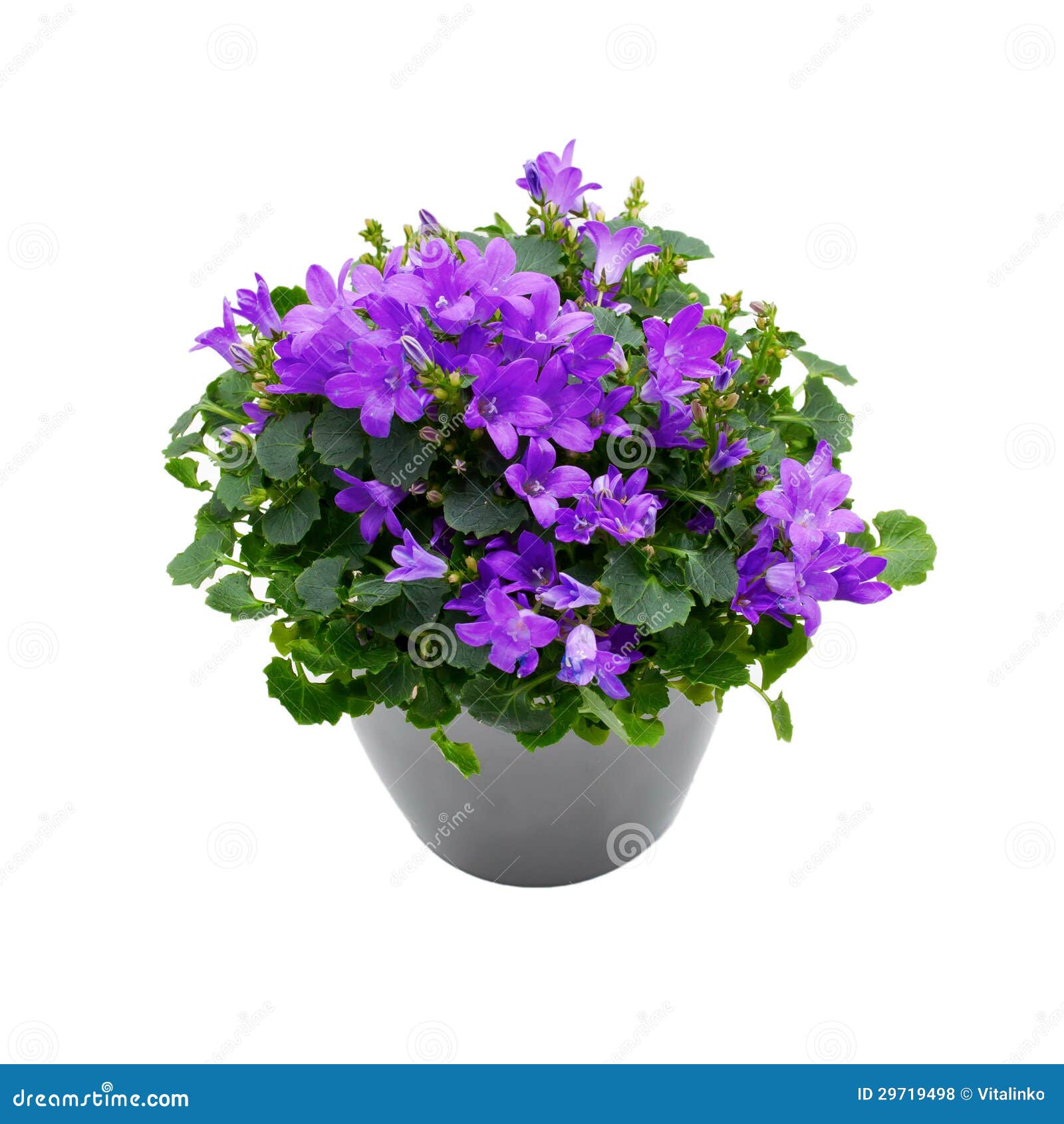  Purple  House  Plant  Campanula In A Gray Pot Stock Photo 