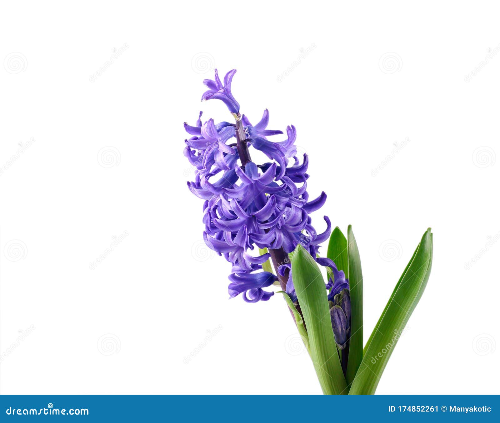 Purple Hyacinth flower stock image. Image of garden - 174852261