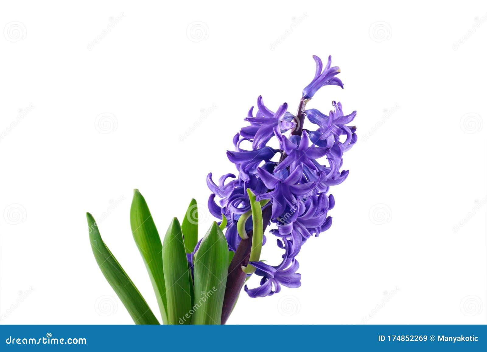 Purple Hyacinth flower stock image. Image of jacinth 174852269