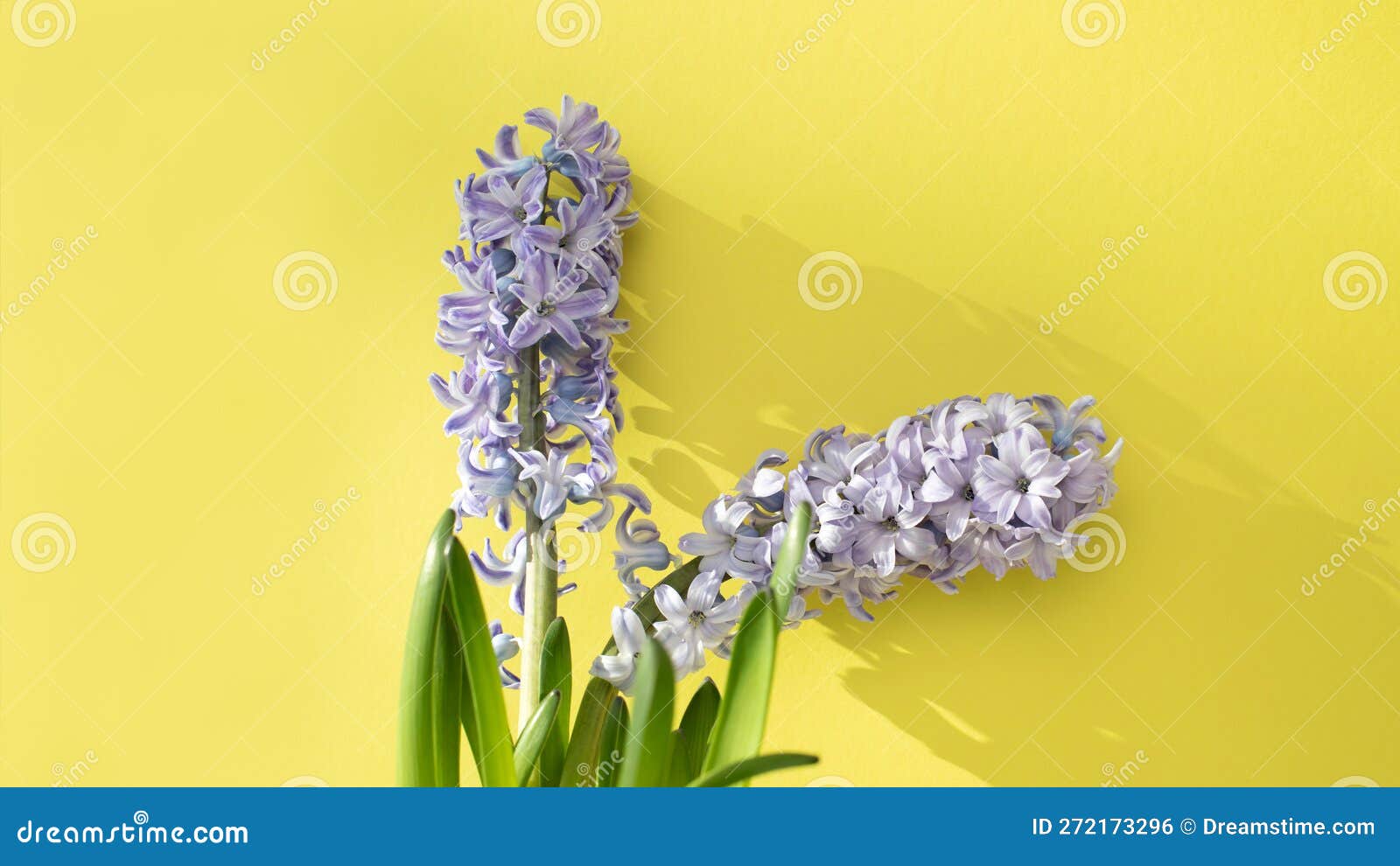 Purple Hyacinth Flower on a Yellow Background. Spring Background Stock