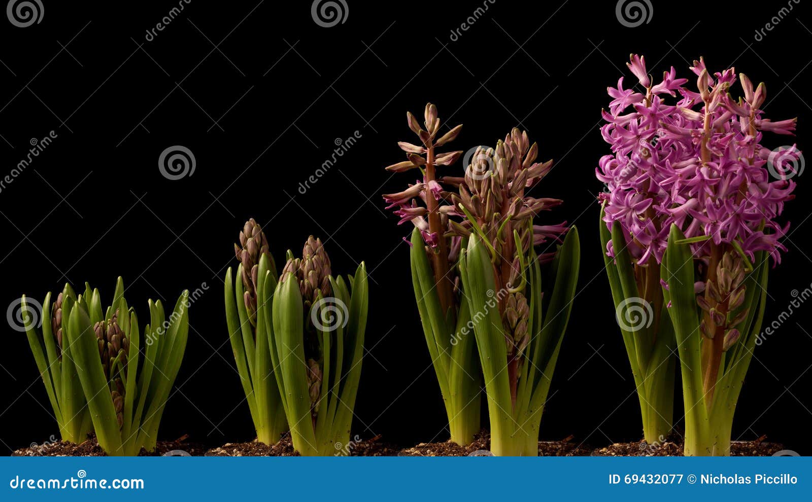Purple Hyacinth Timelapse stock image. Image of black 69432077