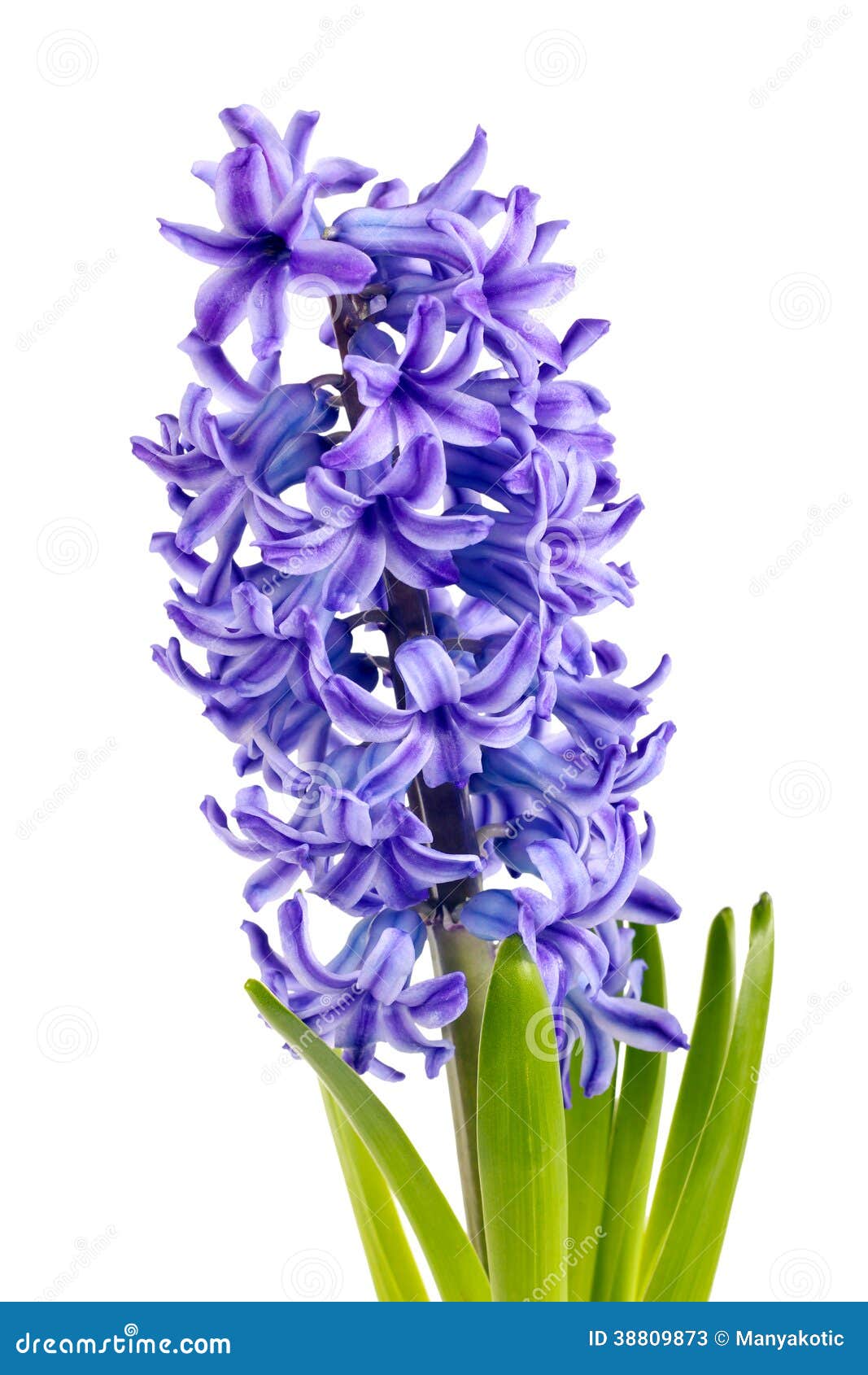 Purple Hyacinth - loại hoa tím thanh lịch với độ rực rỡ và mềm mại của những cánh hoa mùa xuân. Để khám phá vẻ đẹp của Purple Hyacinth, bạn hãy xem những hình ảnh tuyệt đẹp của loại hoa này.