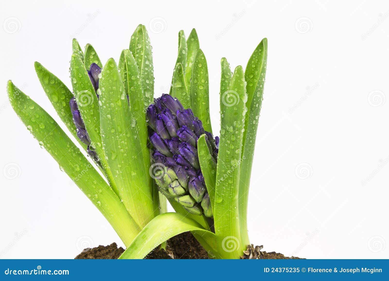 Purple Hyacinths Ready To Flower Stock Image Image of green, bloom