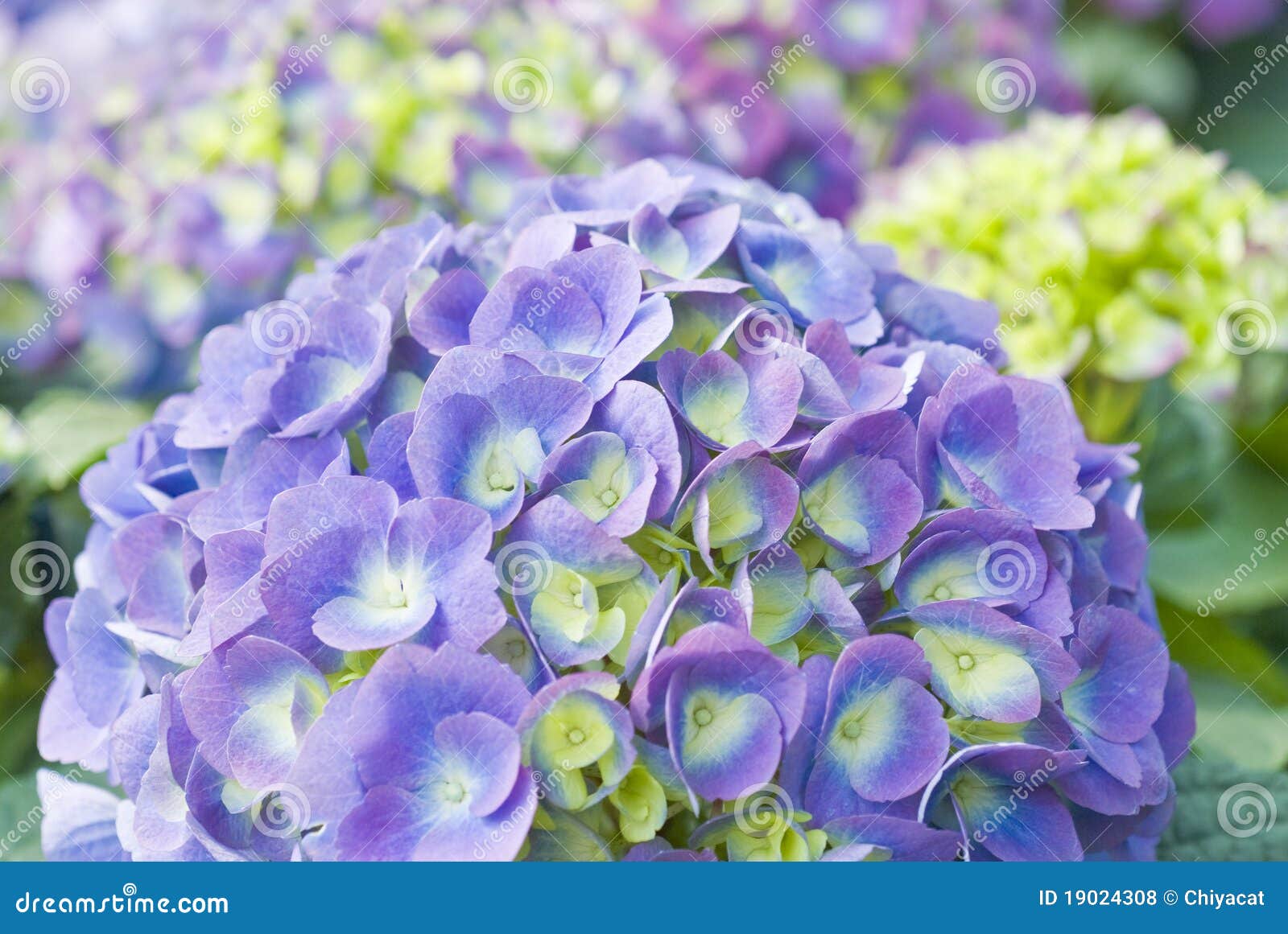 Closeup of a purple hydrangea in full bloom.