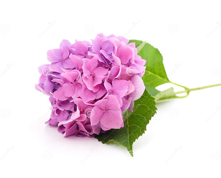 Purple Hydrangea with Leaves Stock Photo - Image of hydrangea, smelling