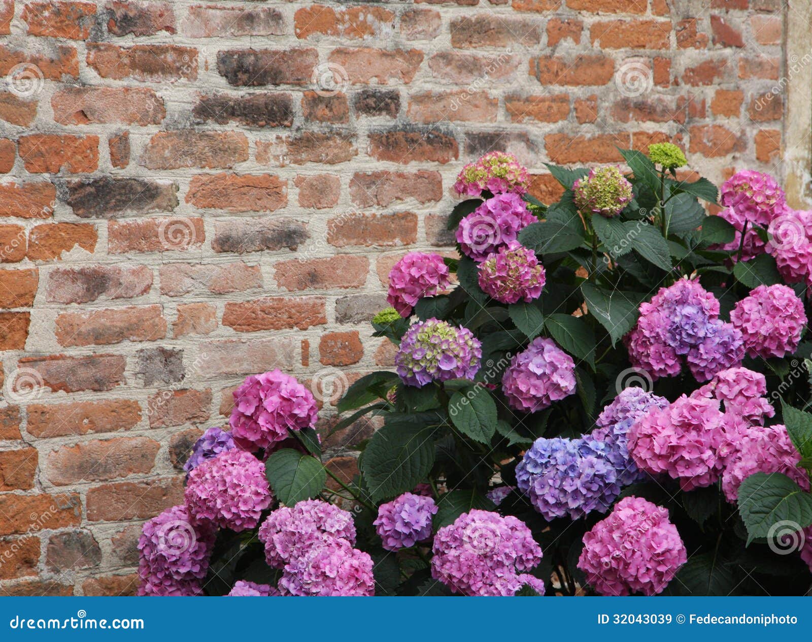 Purple Hydrangeas Bloomed with Flowers with an Old Red Brick Wall Stock