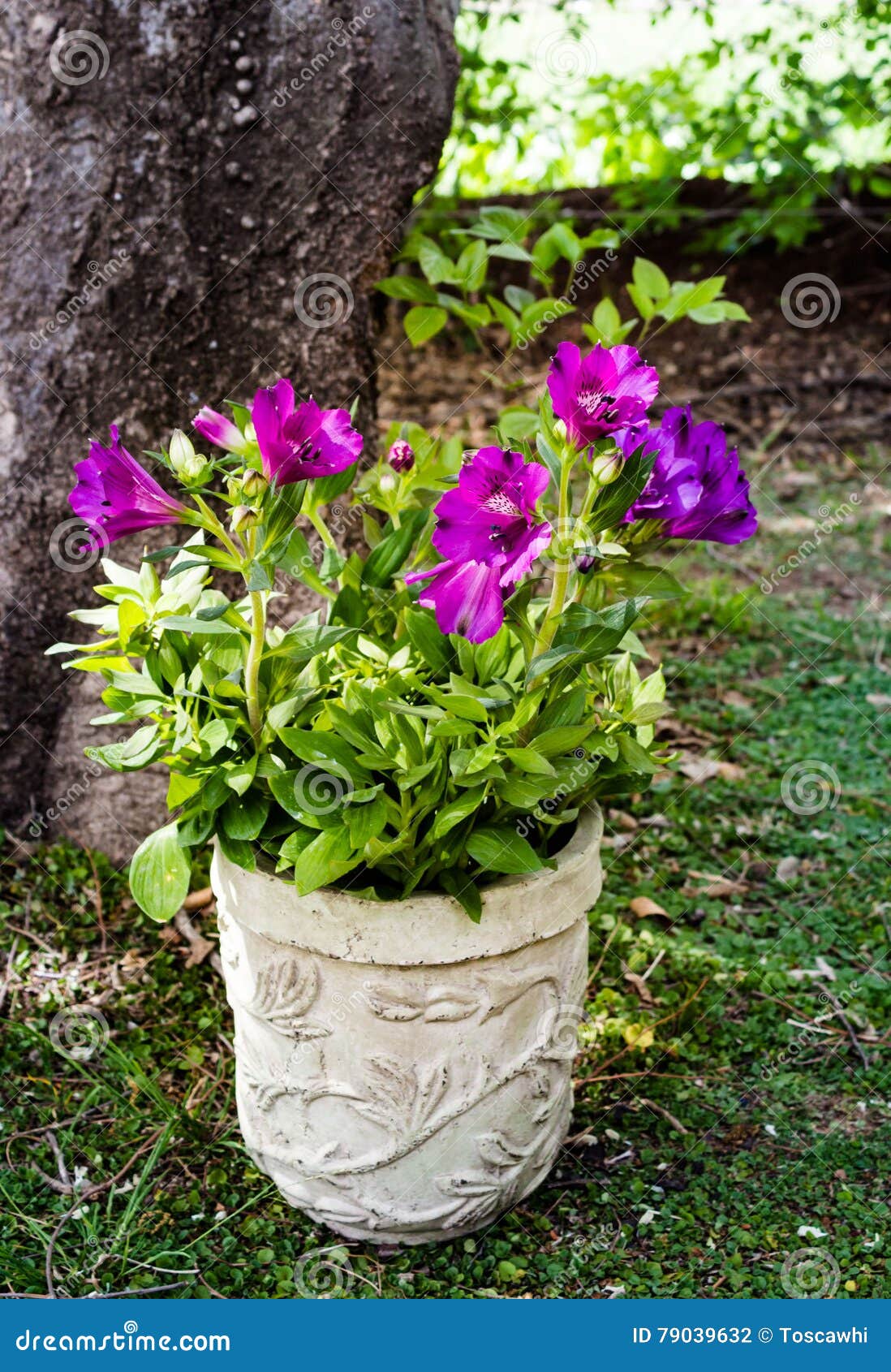 purple inca lily in pot under tree in dappled sunlight