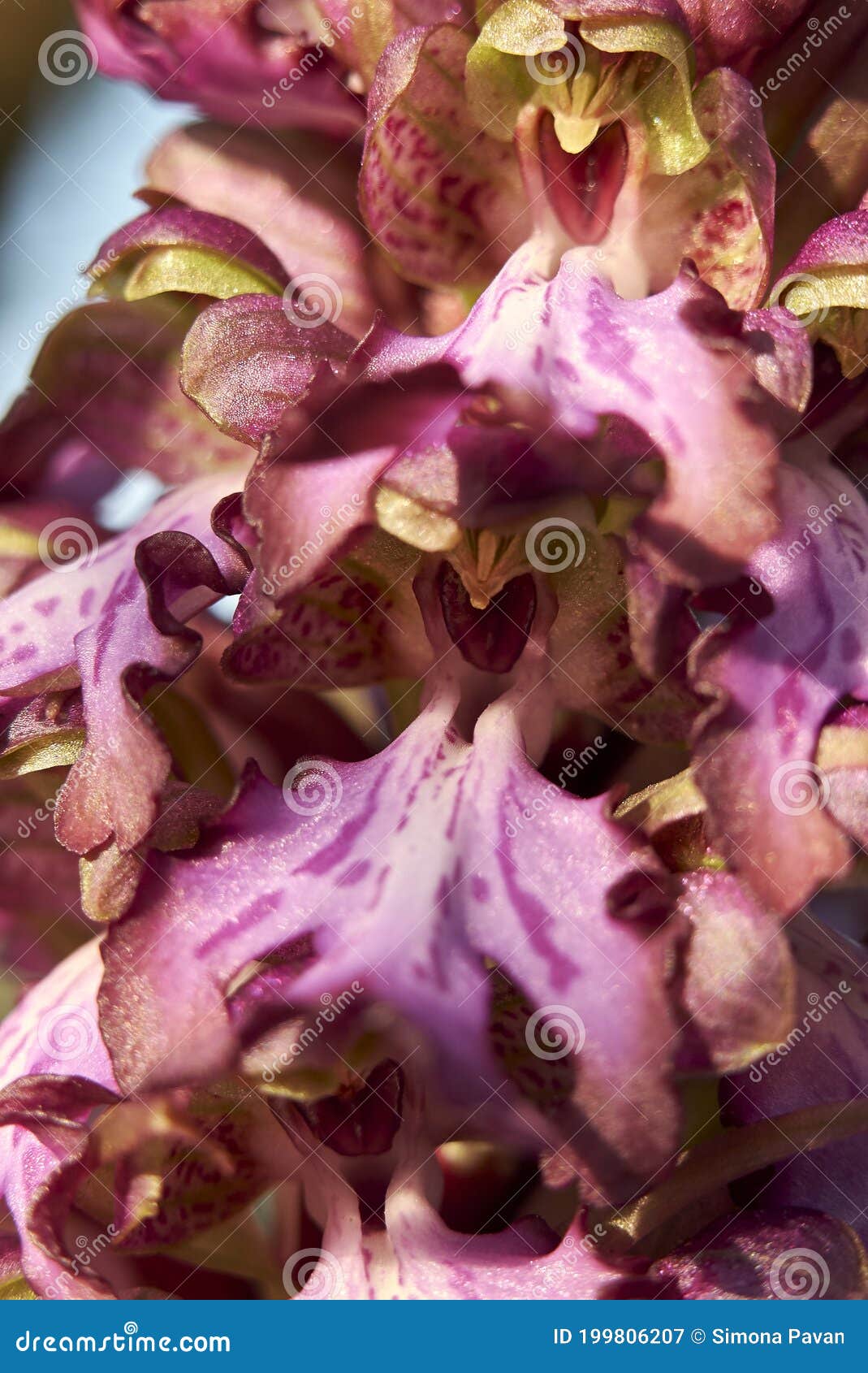 himantoglossum robertianum flower close up