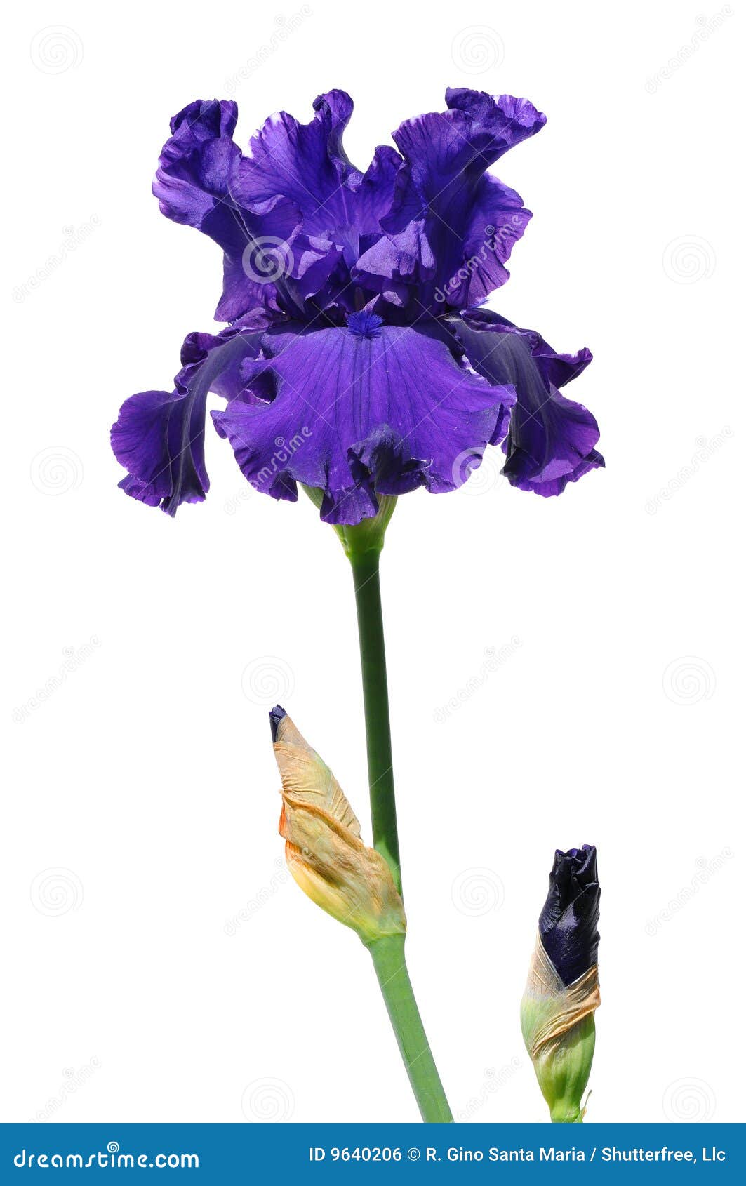 20,20 Iris Flower Photos   Free & Royalty Free Stock Photos from ...