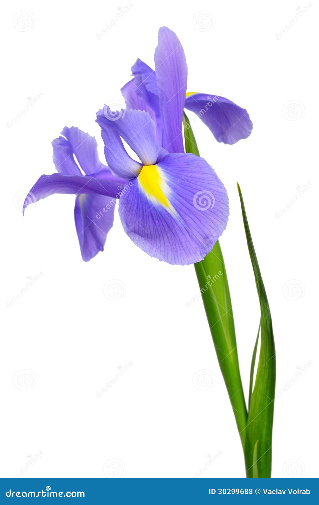 Purple iris flower stock photo. Image of dark, blossoming   20