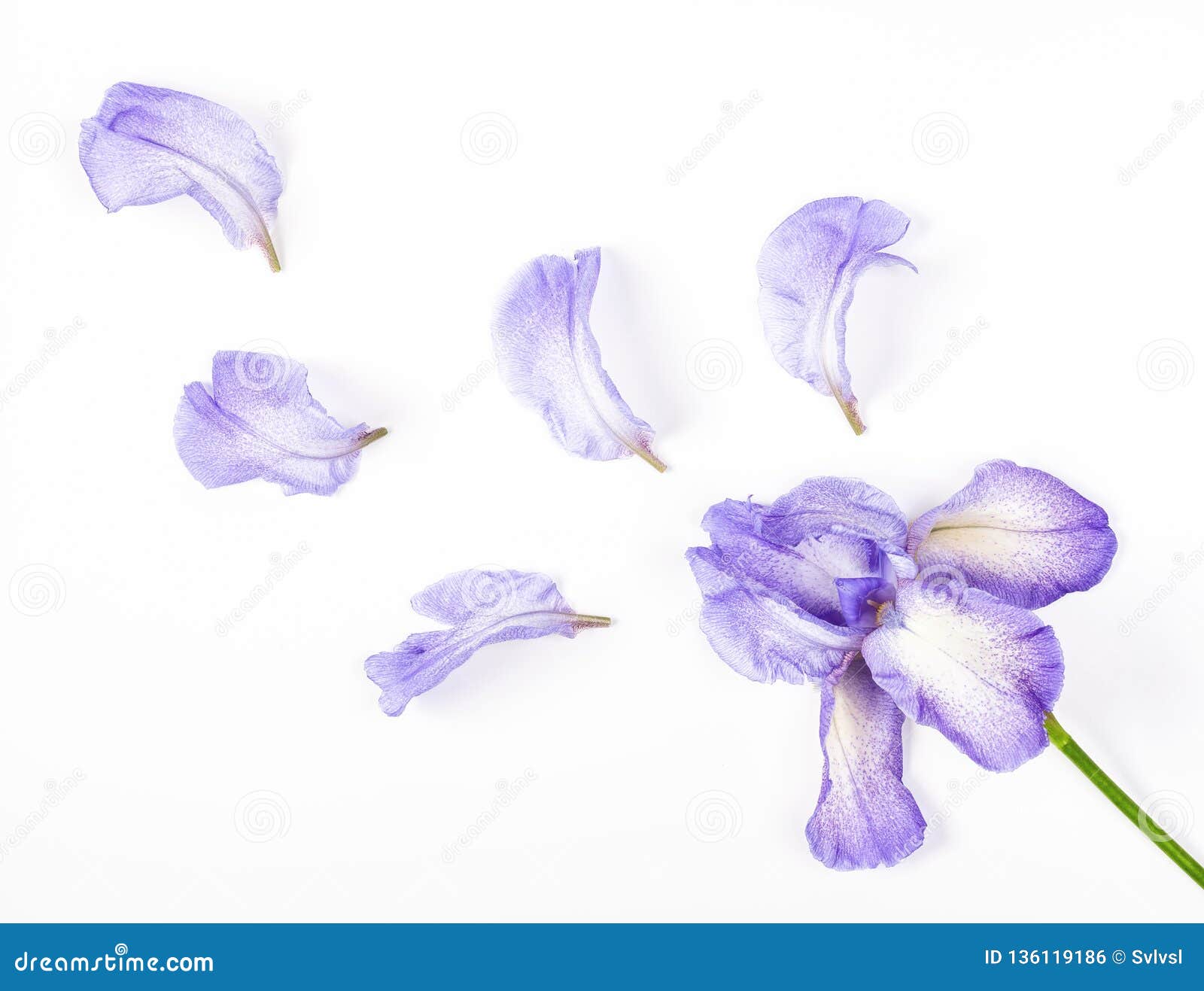Purple Iris Flower and Petals on White Background. Flat Lay Stock ...
