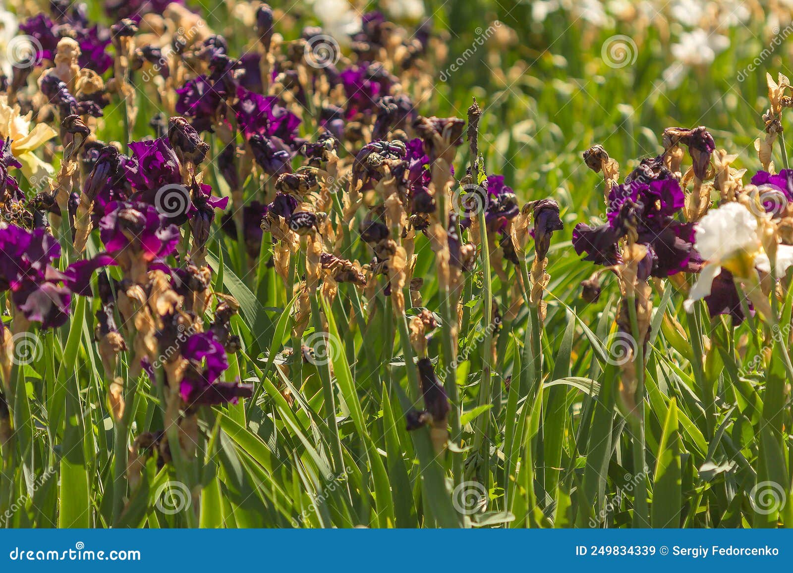 Purple Iris Flowers that Bloom in Early Summer Which Light Stock Image