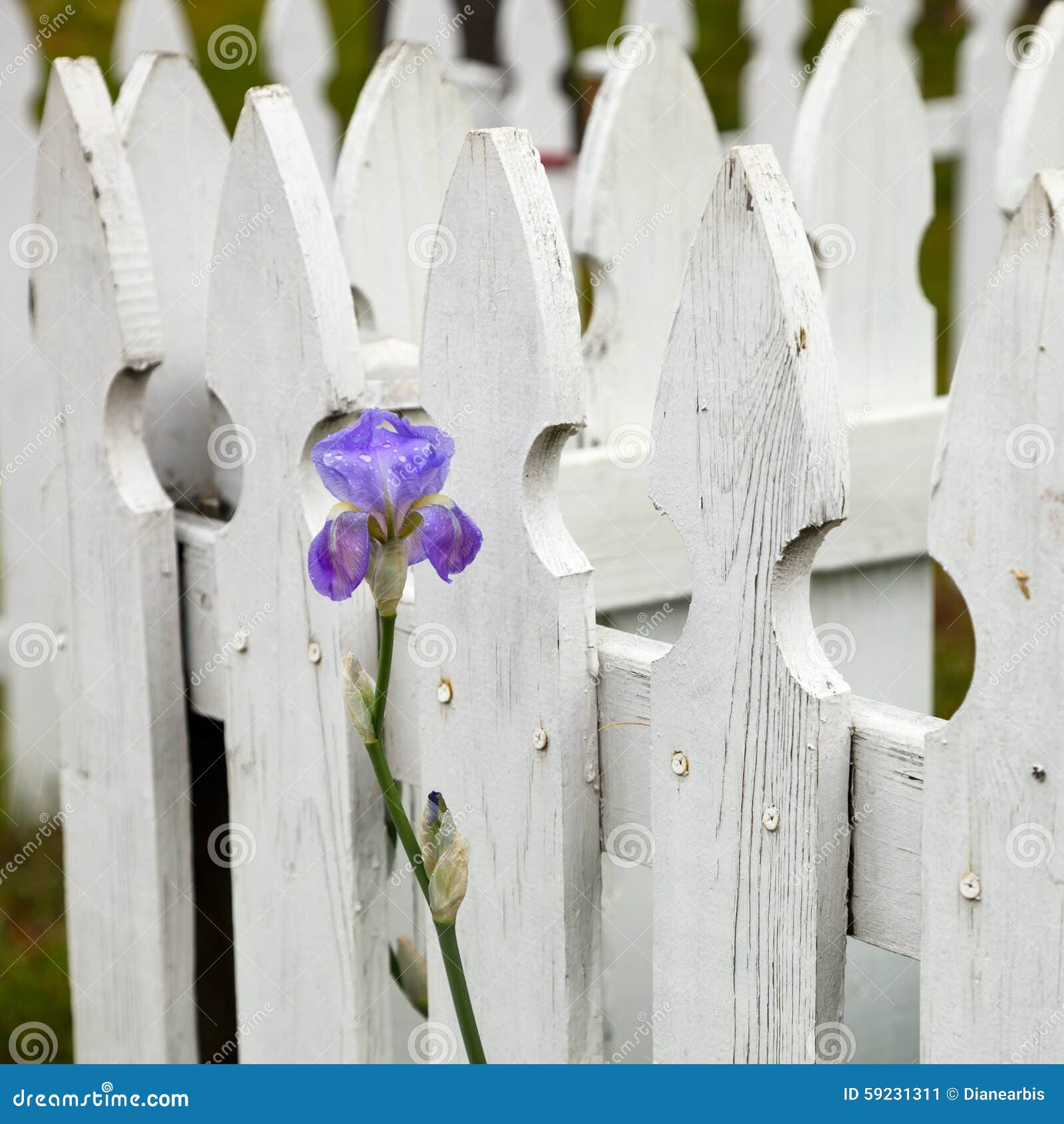Purple Iris stock image. Image of fence, bloom, painted 59231311
