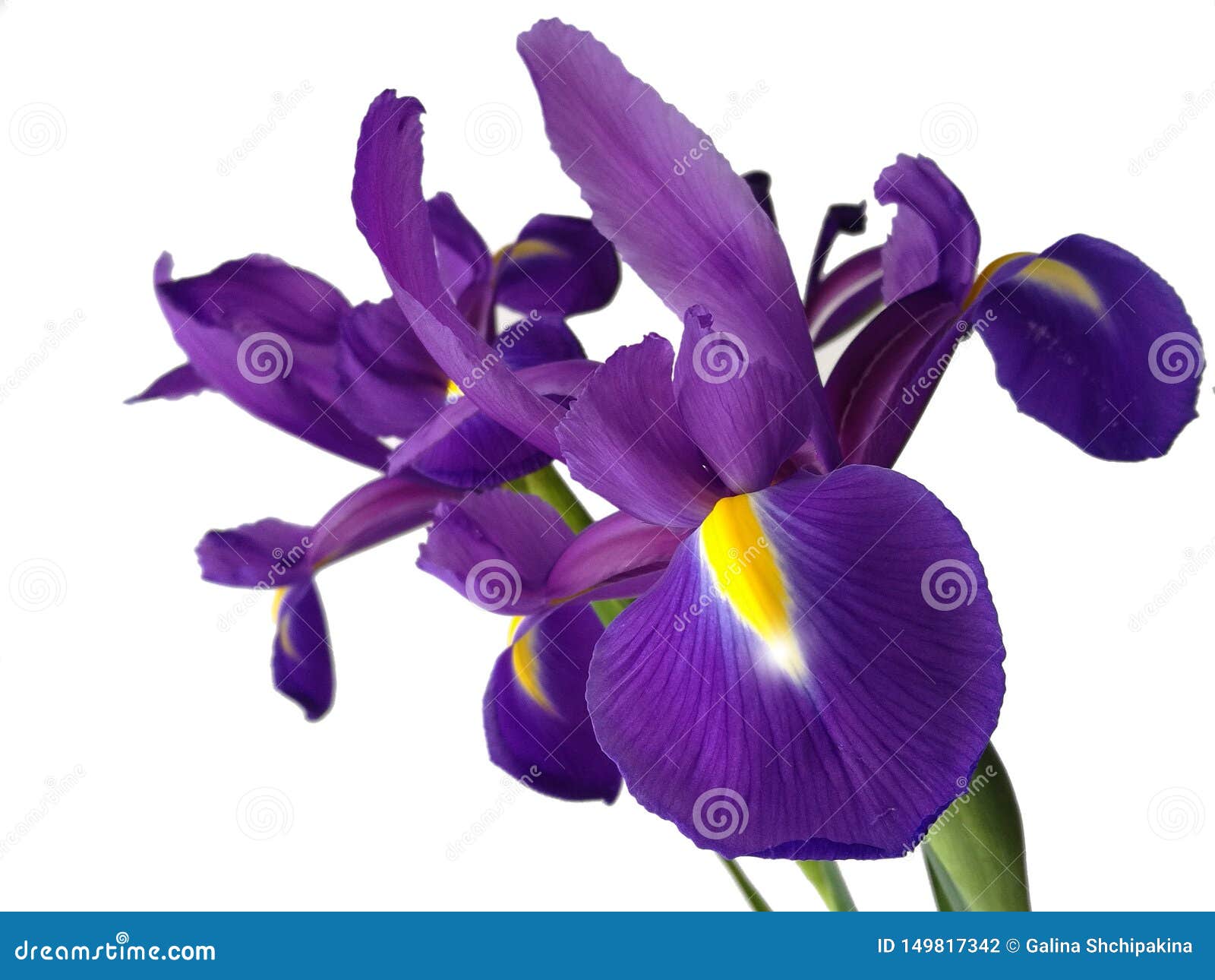 Purple Iris on White Background Stock Photo   Image of beauty ...