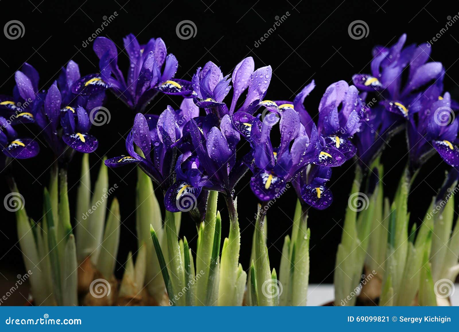 Purple irises stock image. Image of iris, nature, close - 69099821