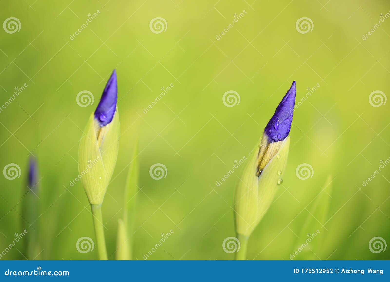 Purple irises stock photo. Image of purple, natural - 175512952