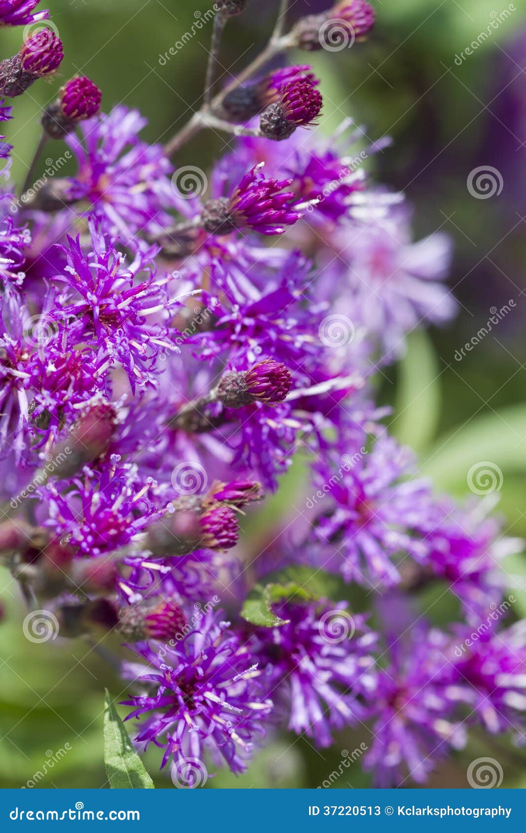 Purple Ironweed Wildflowers Vernonia Gigantea Stock