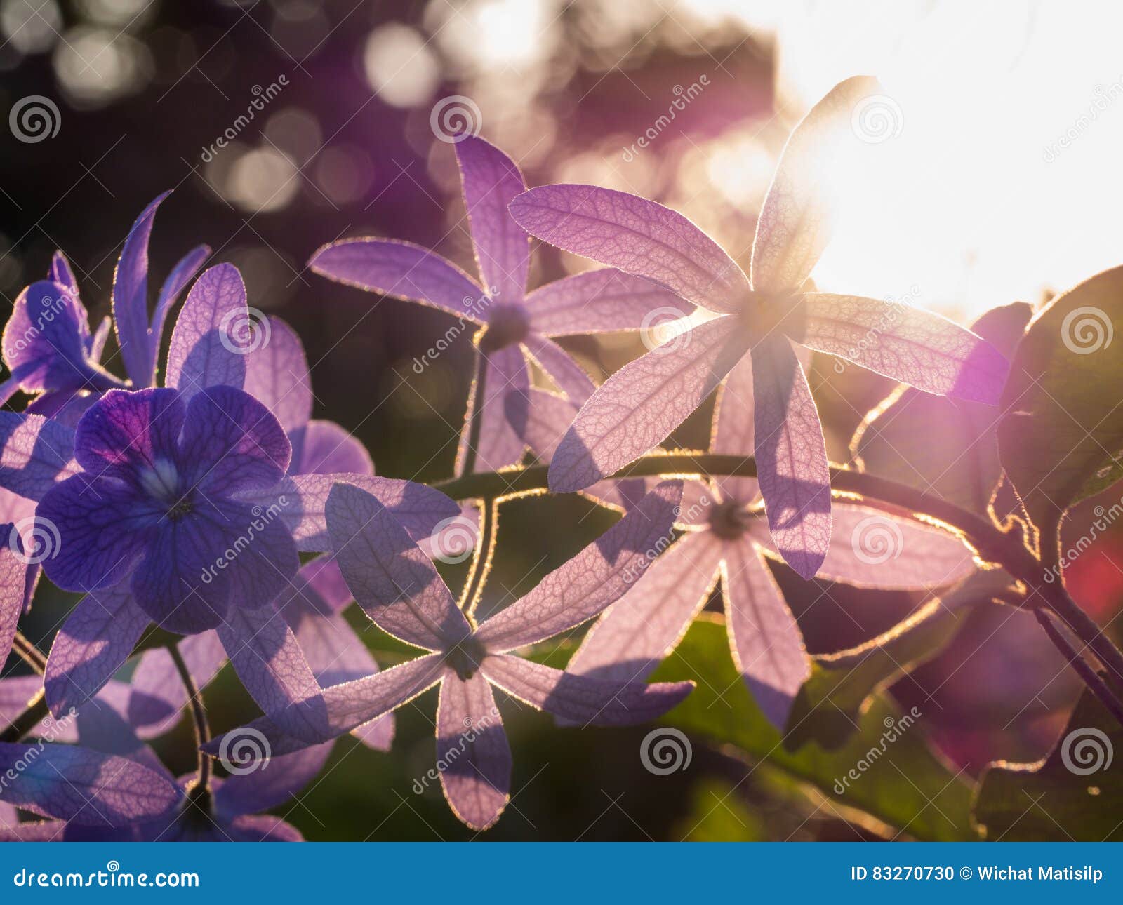 Purple Ivy Flower Blooming stock photo. Image of fine 83270730