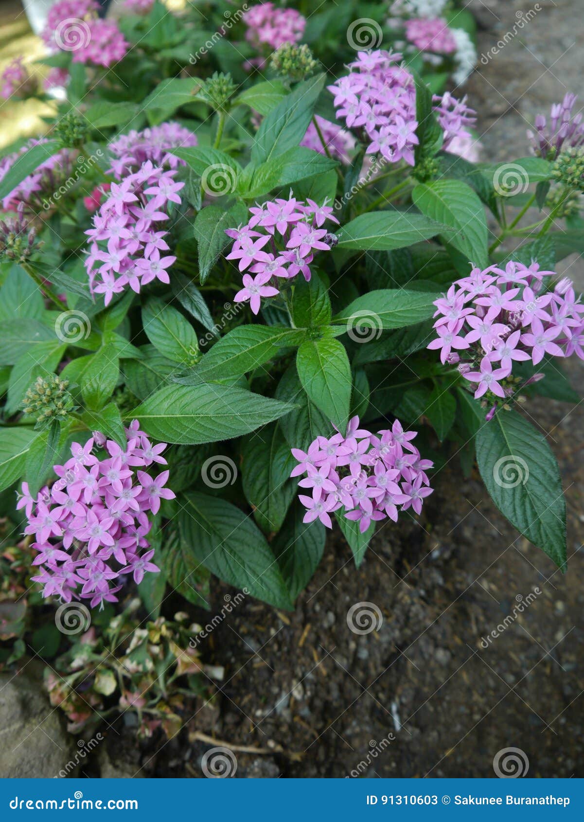 443 Purple Ixora Stock Photos - Free & Royalty-Free Stock Photos from  Dreamstime