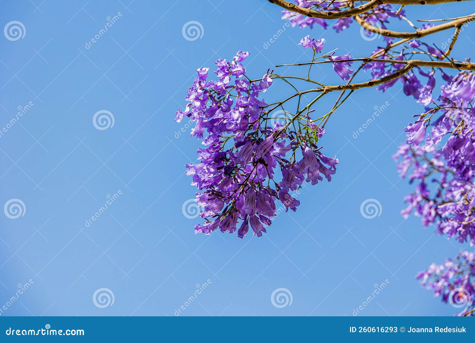 Purple Jacaranda Flower Mimosifolia on a Tree on a Spring Day Stock