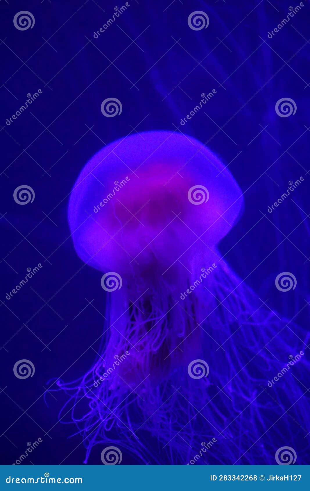 Purple Jellyfish in Aquarium with Blue Background Stock Photo Image