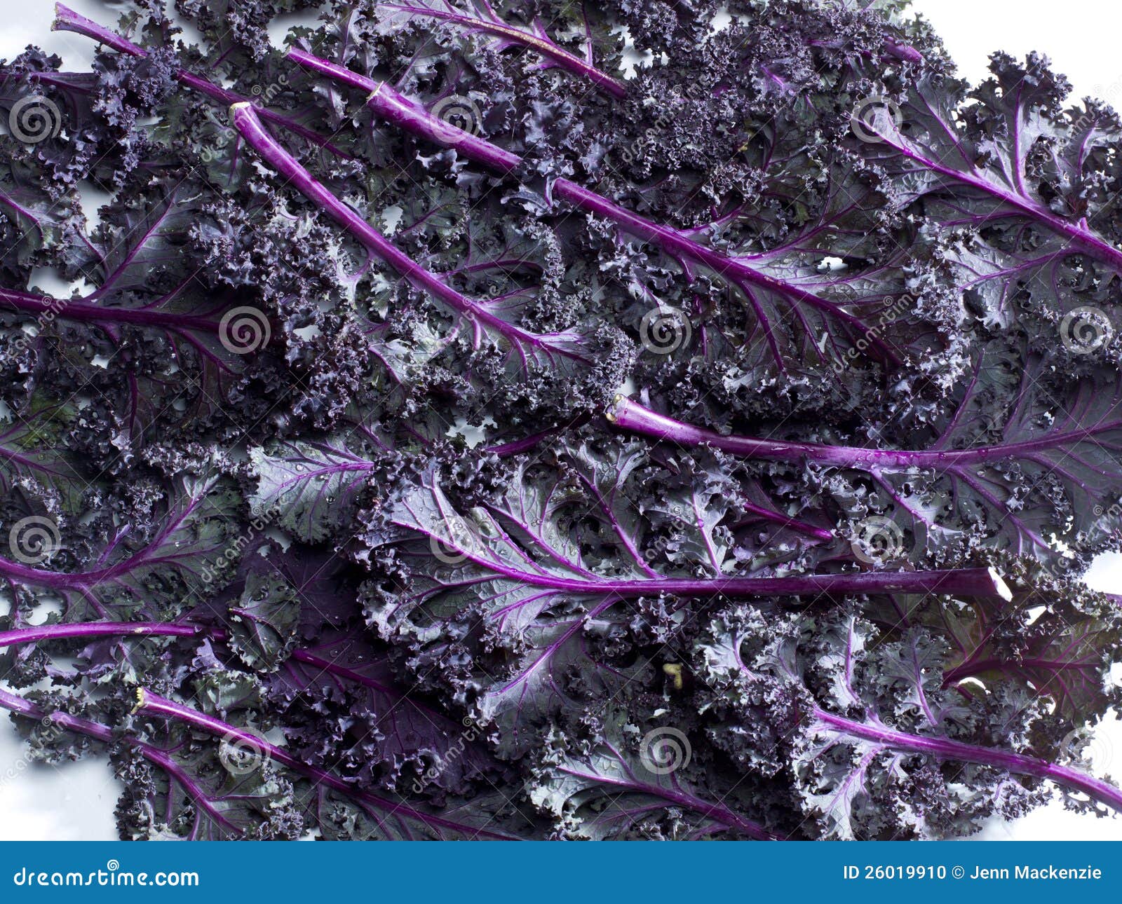 Purple Kale stock photo. Image of pattern, plant, decorative 26019910