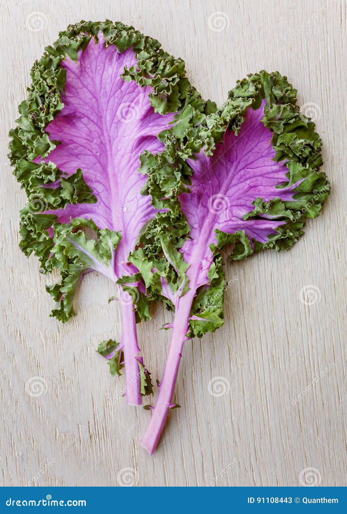 Purple kale leaves stock image. Image of people, brassica 91108443