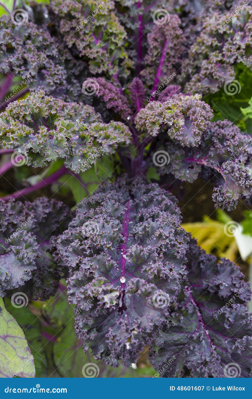 Purple Kale Plant stock image. Image of salad, nutrient 48601607