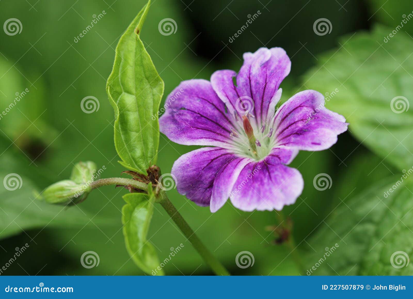 purple knotted cranesbill flower close up