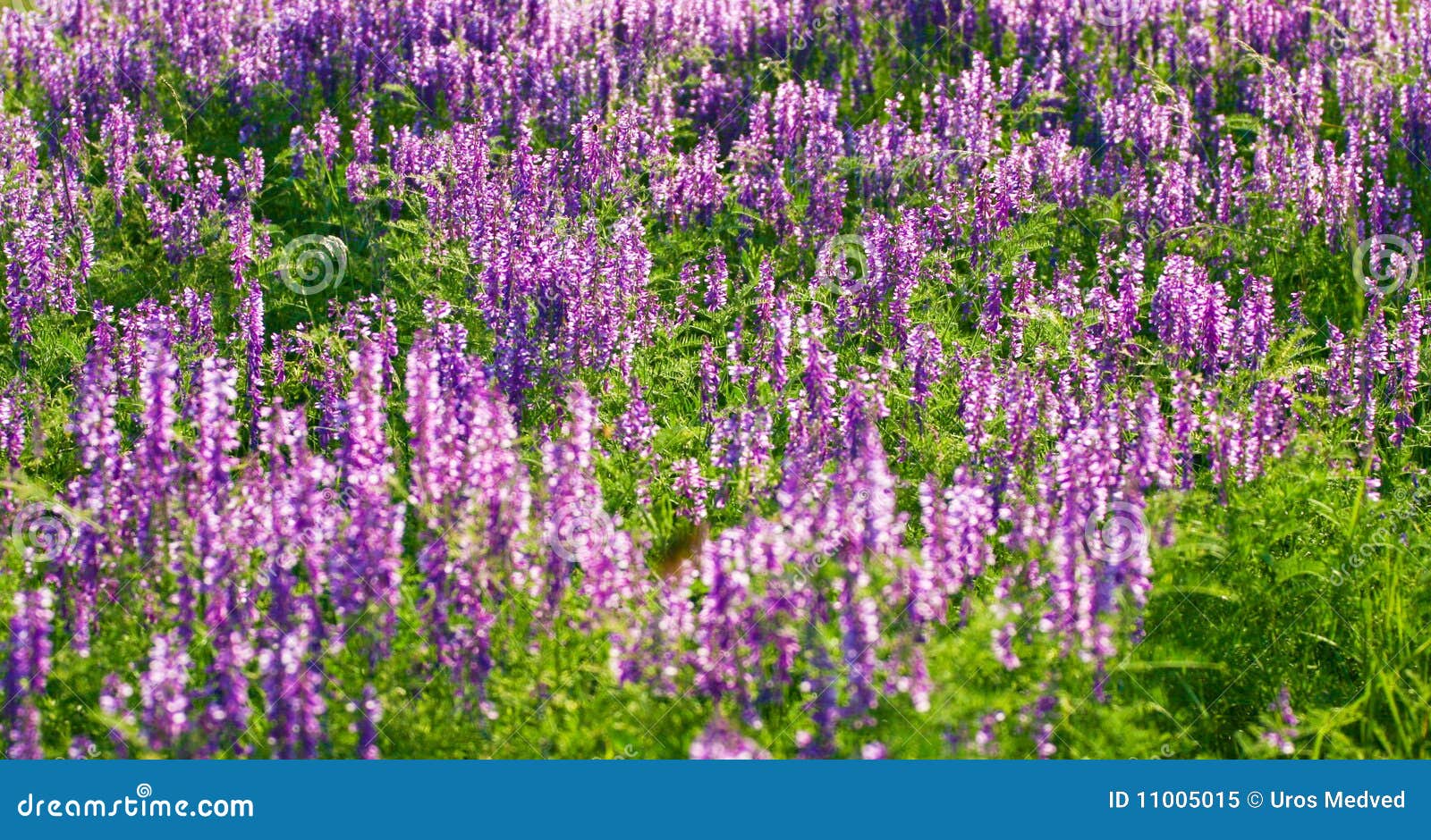 Purple landscape stock image. Image of beautiful, field 11005015