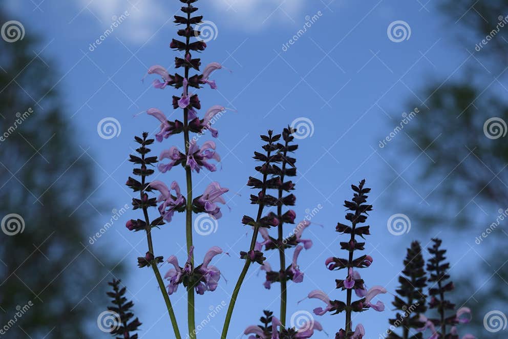 Purple lavender stock image. Image of lavender, blue 92468403