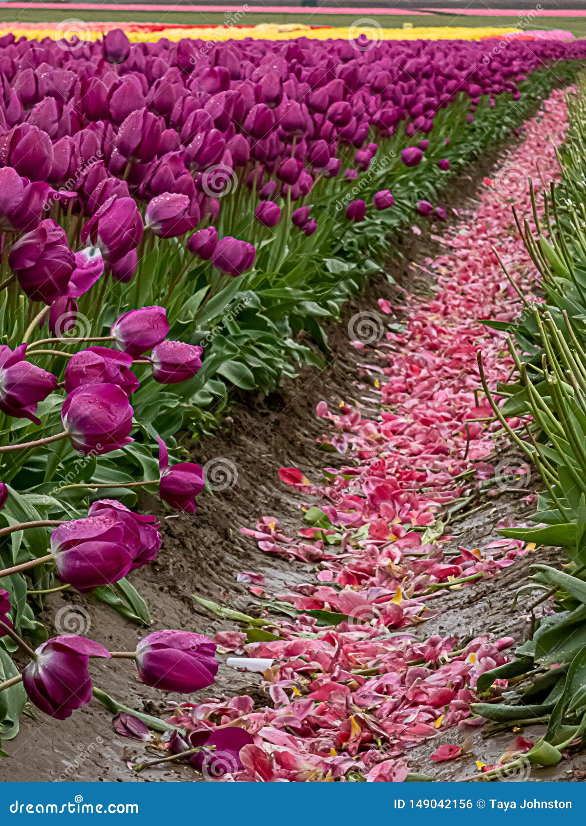 purple lavender flattened to the ground in a streight line