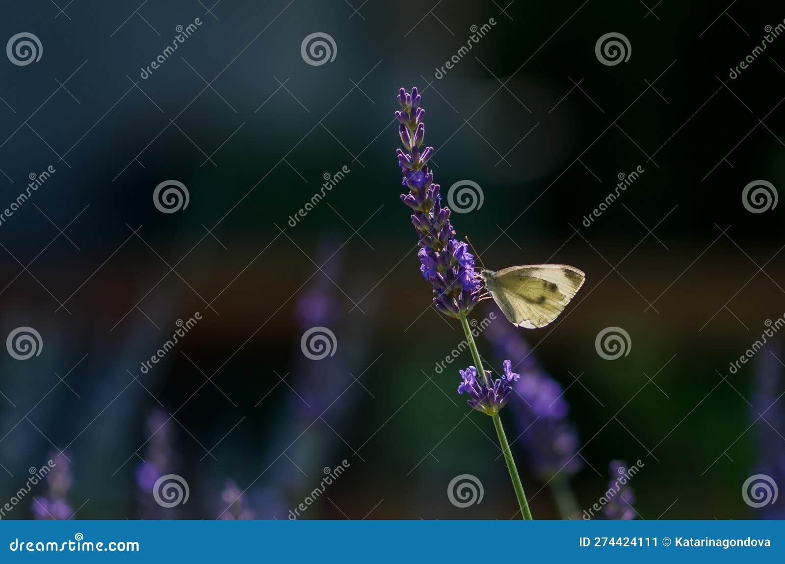 Purple Lavender Flower with Butterfly Stock Image Image of botany