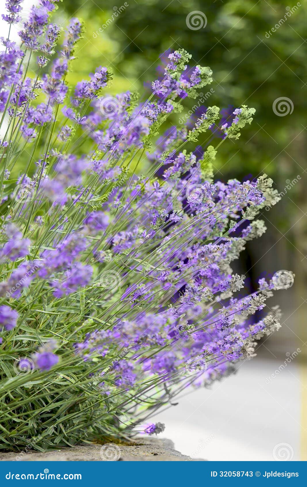 Purple Lavender Plant with Flowers. Purple Lavender Flowers Plant with Shallow Depth of Field