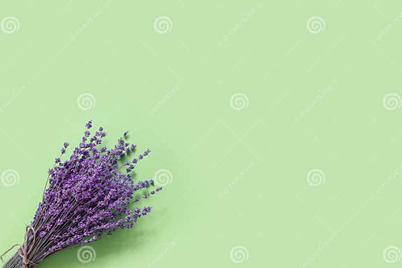 Purple Lavender for Print Design on Green Paper Background. Holiday ...